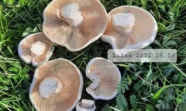 УУСМАЛААР МӨӨГ ДАРЖ СУРЦГААЯ