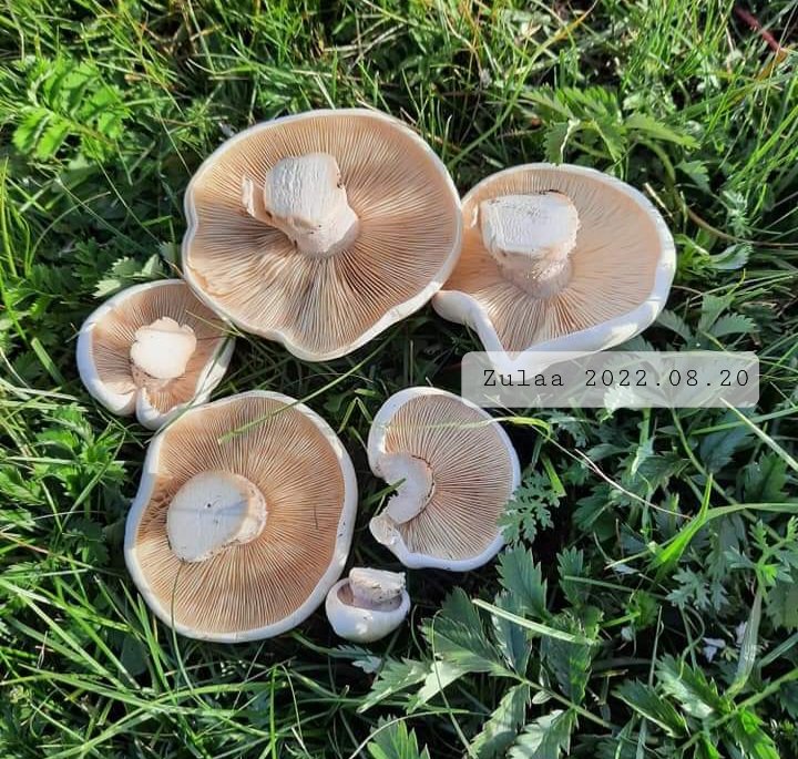 Read more about the article УУСМАЛААР МӨӨГ ДАРЖ СУРЦГААЯ